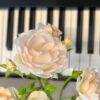 Rose auf Klavier