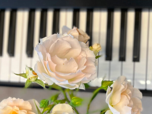 Rose auf Klavier